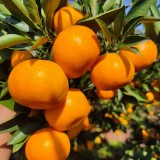 高山蜜桔大量上市