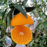 果冻橙爱媛38号