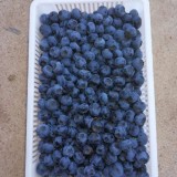 北陆蓝莓 蓝莓种植户