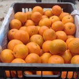 沃柑供各类电商货，市场货，质量有保证，价格超低