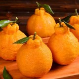丑橘 产地直供 自家果园直发
