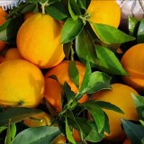 爱媛38号果冻橙